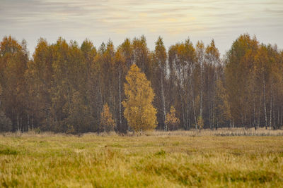 View of autumnal trees in the forest