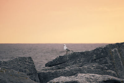 Bird perching on rock by sea against clear sky during sunset