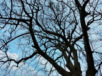 Low angle view of bare tree against clear sky