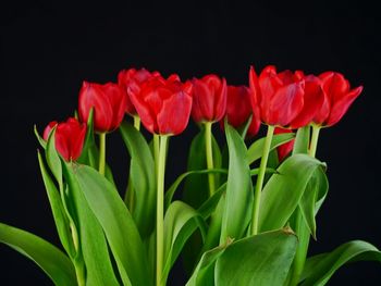 Close-up of red tulips against black background