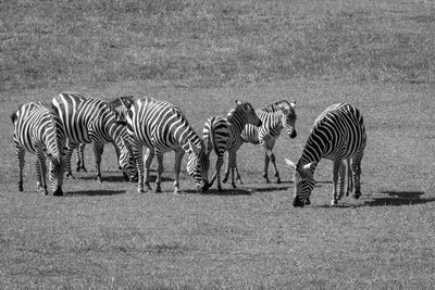 Zebras on a field