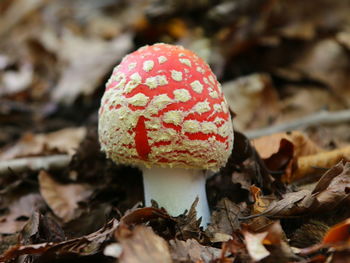 Close-up of fly agaric mushroom