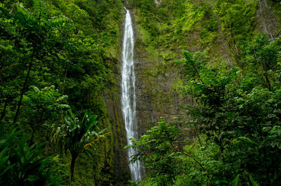 Scenic view of waterfall in forest