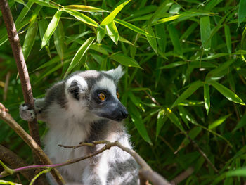 Ring-tailed lemur (lemur catta) during a summer day