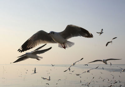 Low angle view of birds flying against clear sky