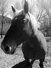 Close-up of a horse on field