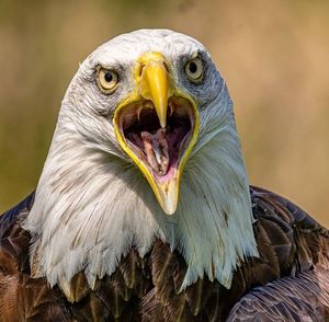 Close-up portrait of eagle