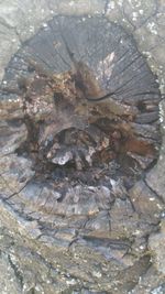 Full frame shot of tree trunk