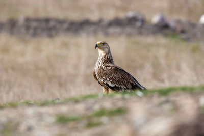 Close-up of a bird perching on a field