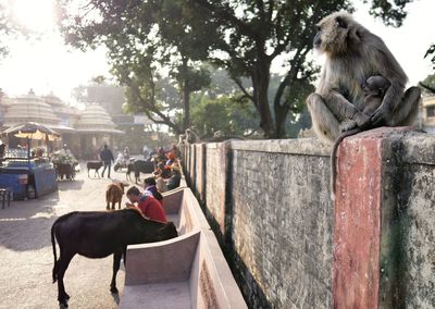 Monkey with infant sitting on retaining wall