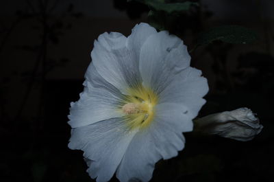 Close-up of white flower