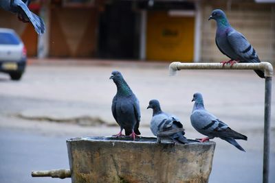 High angle view of pigeons perching on metal