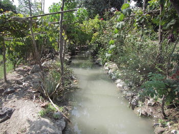 View of waterfall in forest