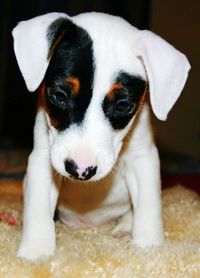 Jack russell terrier puppy on blanket