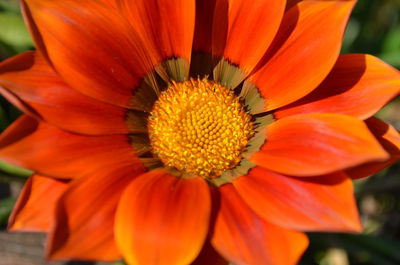 Close-up of red flower blooming outdoors