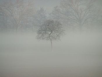 Bare trees in foggy weather