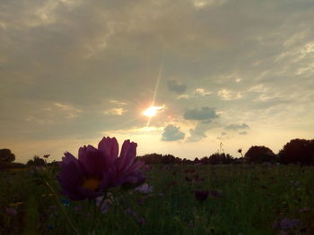 Scenic view of flowering plants on field against sky during sunset