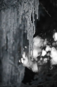 Close-up of icicles on tree trunk during winter