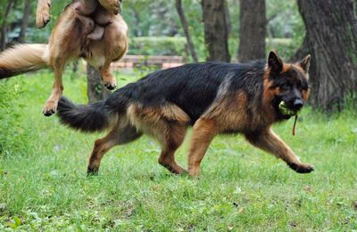 Dogs running on grass