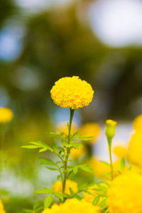 Close-up of yellow flowering plant