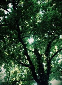 Low angle view of trees