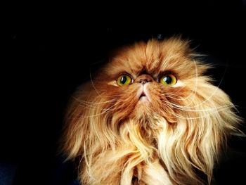 Close-up portrait of a cat