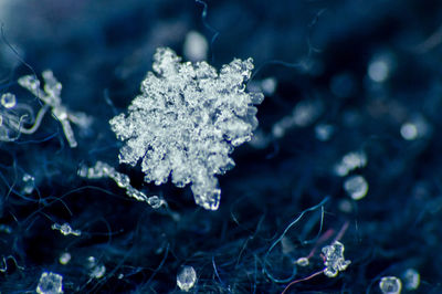 Close-up of ice crystals against blurred background