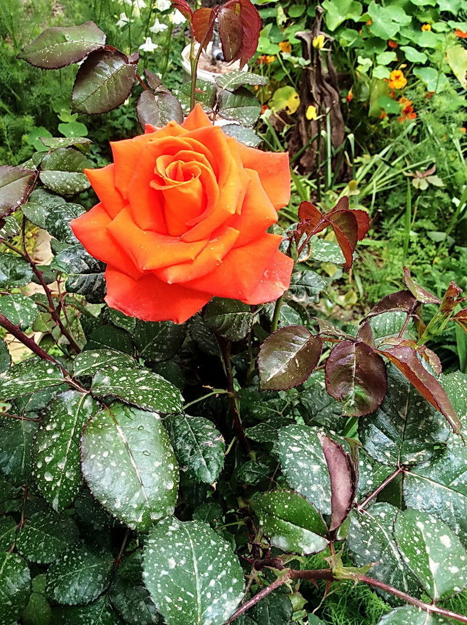 CLOSE-UP OF ROSE AGAINST RED PLANTS