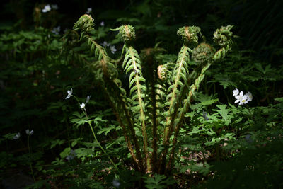 Close-up of flowering plants on land