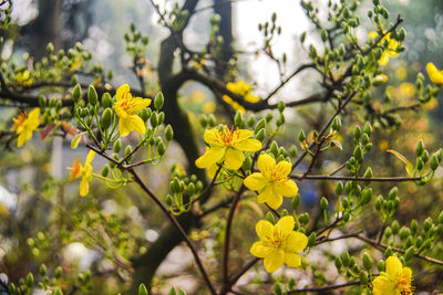 Close-up of yellow flowering plant