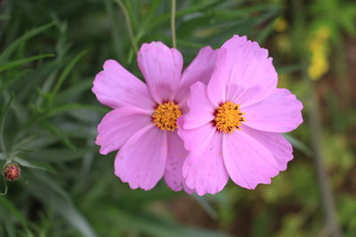 Close-up of pink flower