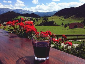 Plants growing on mountain