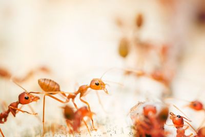 Close-up of ant on plant