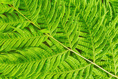 Full frame shot of green leaves