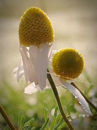 Close-up of flowering plant