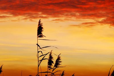 Low angle view of silhouette plant against orange sky