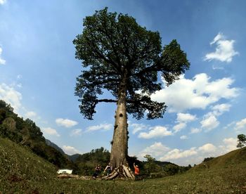 Tree on field against sky