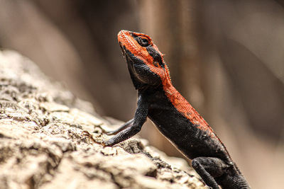 Close-up of lizard on rock