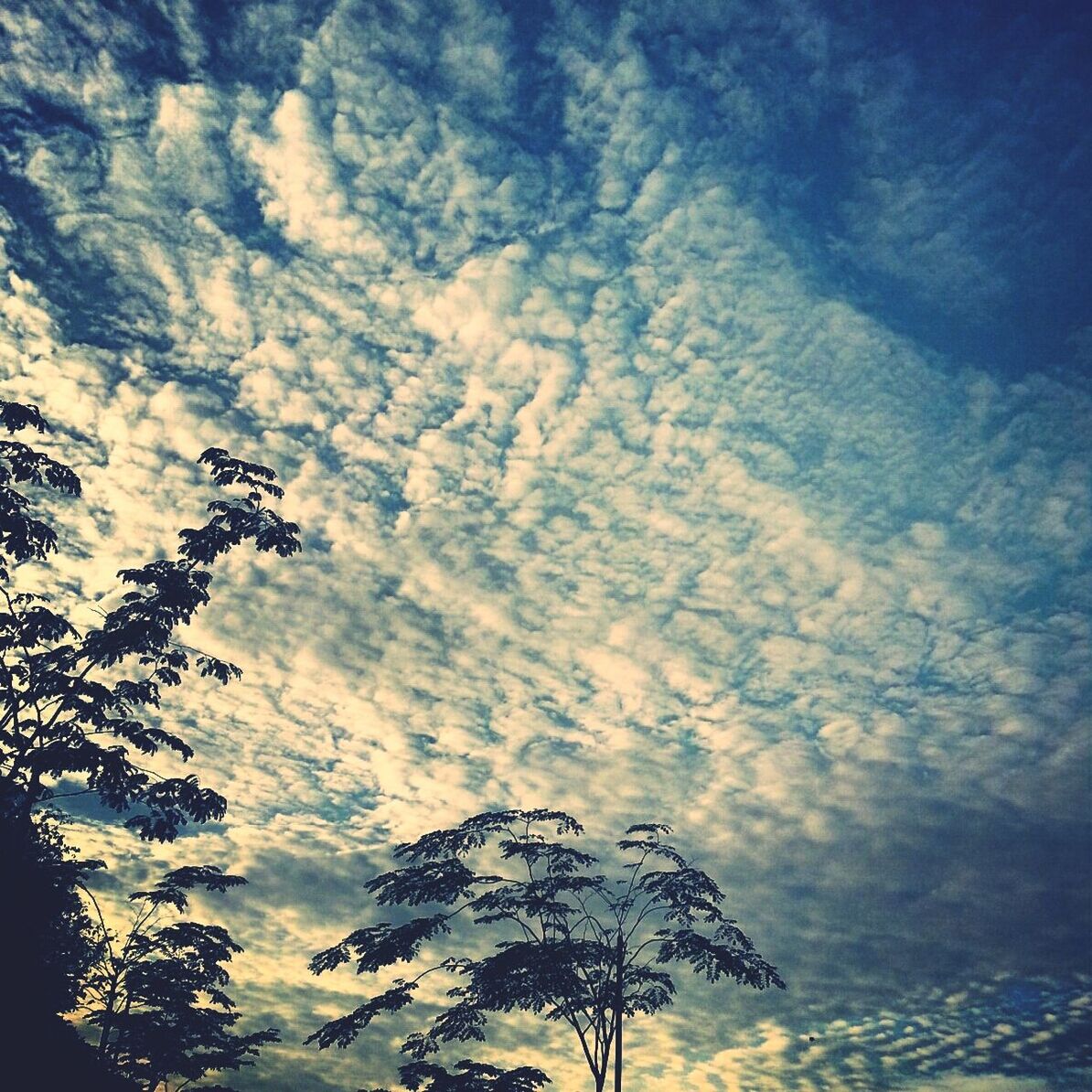 sky, low angle view, cloud - sky, tranquility, silhouette, tree, beauty in nature, scenics, tranquil scene, cloudy, nature, cloud, sunset, idyllic, outdoors, no people, blue, weather, dusk, growth