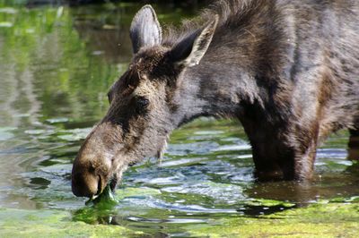 Close-up of moose drinking water in lake
