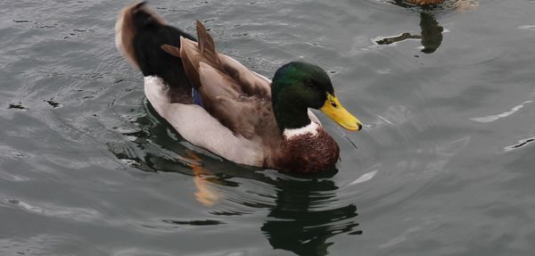 High angle view of mallard duck swimming in lake