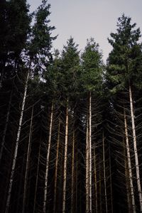 Low angle view of trees against sky