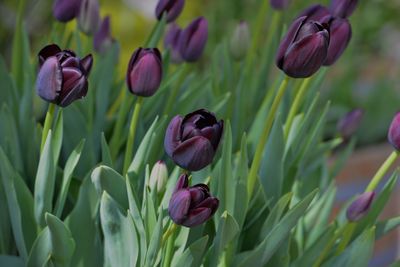 Close-up of pink tulips