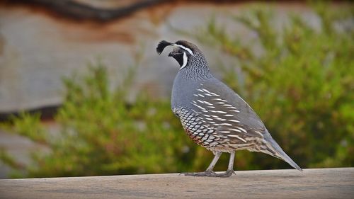 Close-up of bird perching