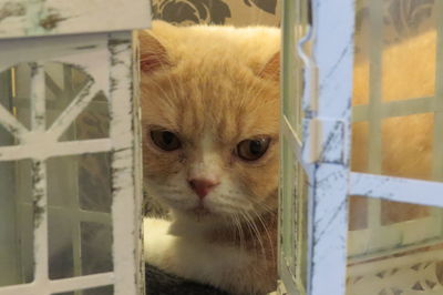 Close-up portrait of cat