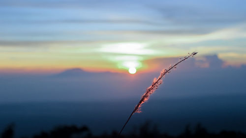 Silhouette of stalks against cloudy sky during sunset