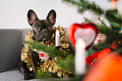 View of a french bulldog dog sitting by christmas tree