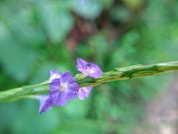 Close-up of fresh flowers blooming outdoors