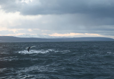 Scenic view of sea against sky, with the tail of a humpback whale