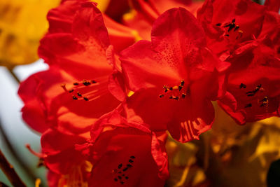 Close-up of red flowering plant